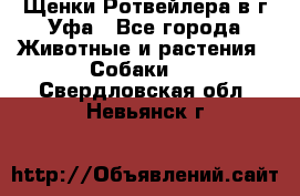 Щенки Ротвейлера в г.Уфа - Все города Животные и растения » Собаки   . Свердловская обл.,Невьянск г.